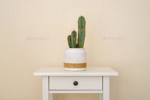 Home potted cactus plant on table - Stock Photo - Images