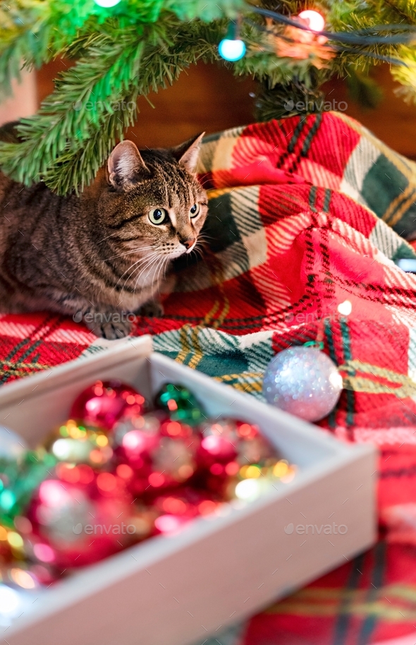 Mackerel tabby striped cat on red blanket by Christmas tree decorated balls and garland lights