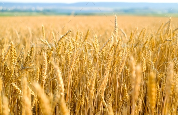 Rye field at sunset, ripe rye, rye harvest on the field Stock Photo by ...