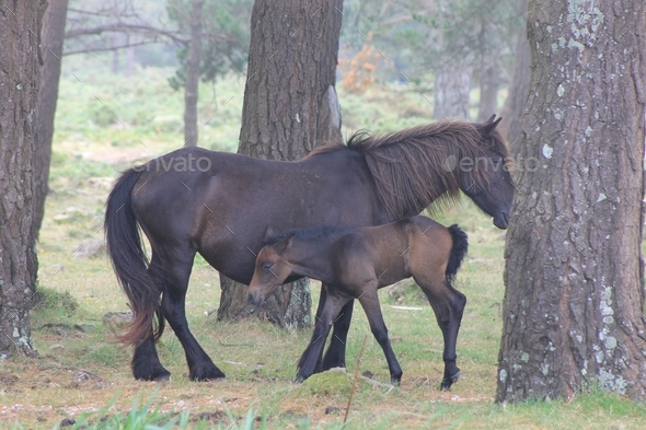 Wild mare and her foal. San Andrés de Teixido. Galicia. - Stock Photo - Images
