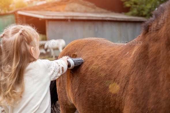 Rear view Adorable Girl care about her horse clean horseback with brush in corral at farm