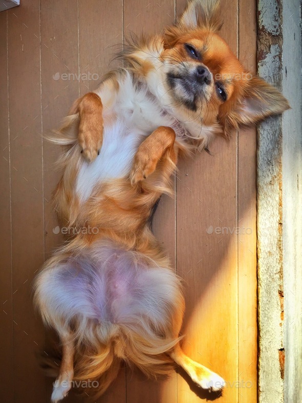 Coco's position when she wants a massage  - Stock Photo - Images