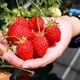 Strawberries  - PhotoDune Item for Sale