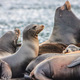 Sea lion family  - PhotoDune Item for Sale