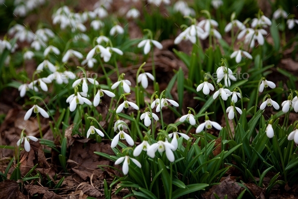 Snowdrops. The first spring flowers are primroses in the forest. Spring ...