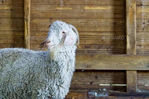 White goat in the barn. Domestic goats in the farm. Cute an angora wool goat.