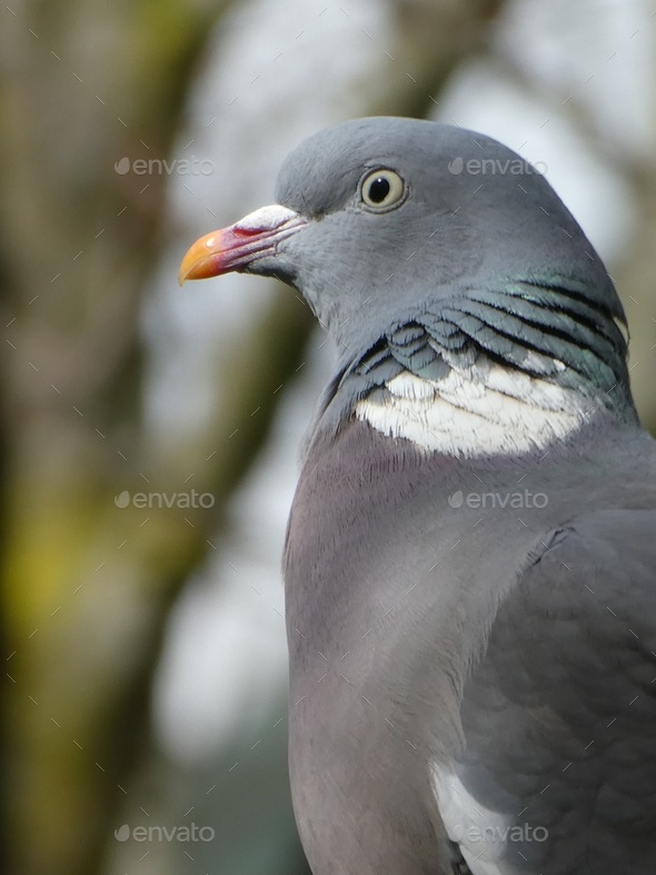 A pigeon portrait side profile