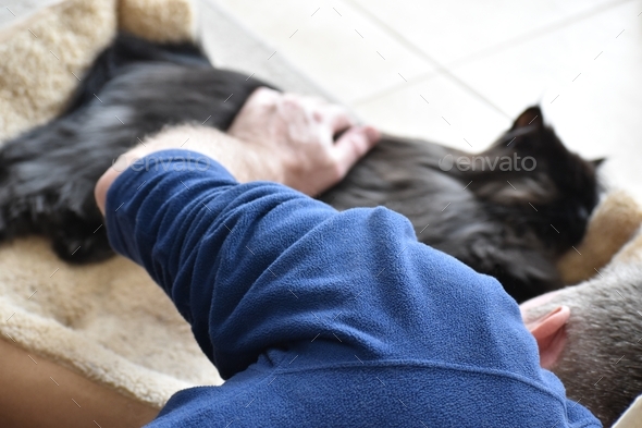 Man petting his black Persian cat that sleeping in cat bed. Love between human and animal concept.