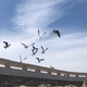 Seagulls in the wind on the palm beach promenade in Cannes - PhotoDune Item for Sale