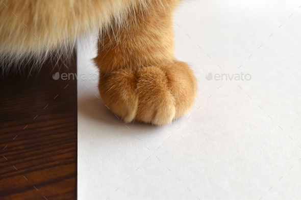 Ginger cat paw on white paper. Happy tabby cat relaxing at home.