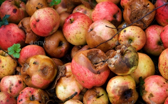 Rotting Apples - Stock Photo - Images