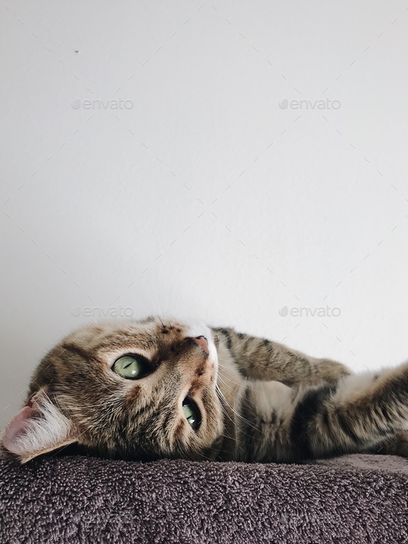 Cat naps Stock Photo by Guerrlina | PhotoDune