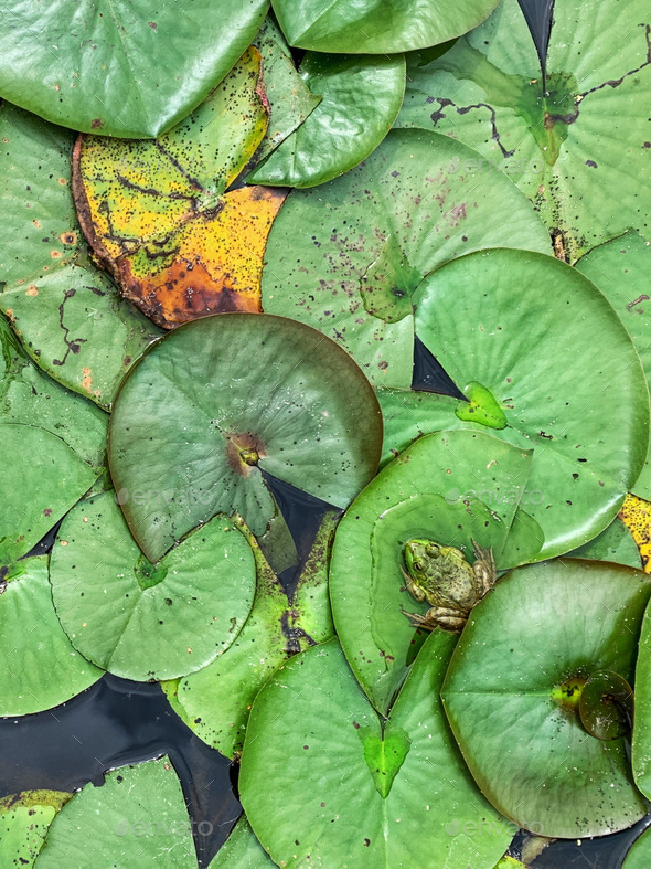 A frog sitting on a lily pad in a lily pad patch. Stock Photo by ryanm116