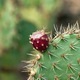 Focus of cactus in Lanzarote  - PhotoDune Item for Sale