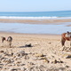 Beach of Sidi Kaouki, Maroc - PhotoDune Item for Sale