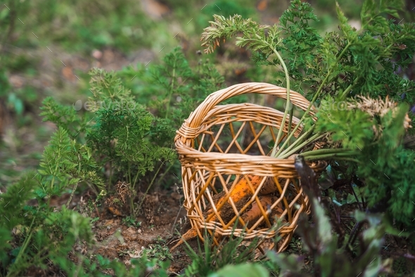 Wicker basket with digged,collected harvest of carrot with green leaves. Picked up from soil, garden
