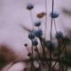 Blue flowers  - PhotoDune Item for Sale