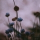Blue flower  - PhotoDune Item for Sale