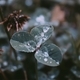 Raindrops on a clover  - PhotoDune Item for Sale
