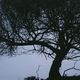 Silhouette of tree - PhotoDune Item for Sale
