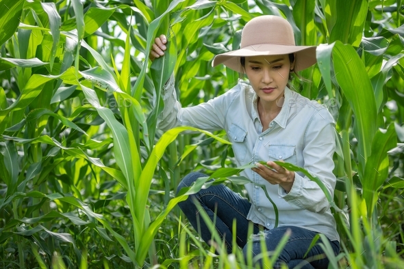 Farmer in the corn field