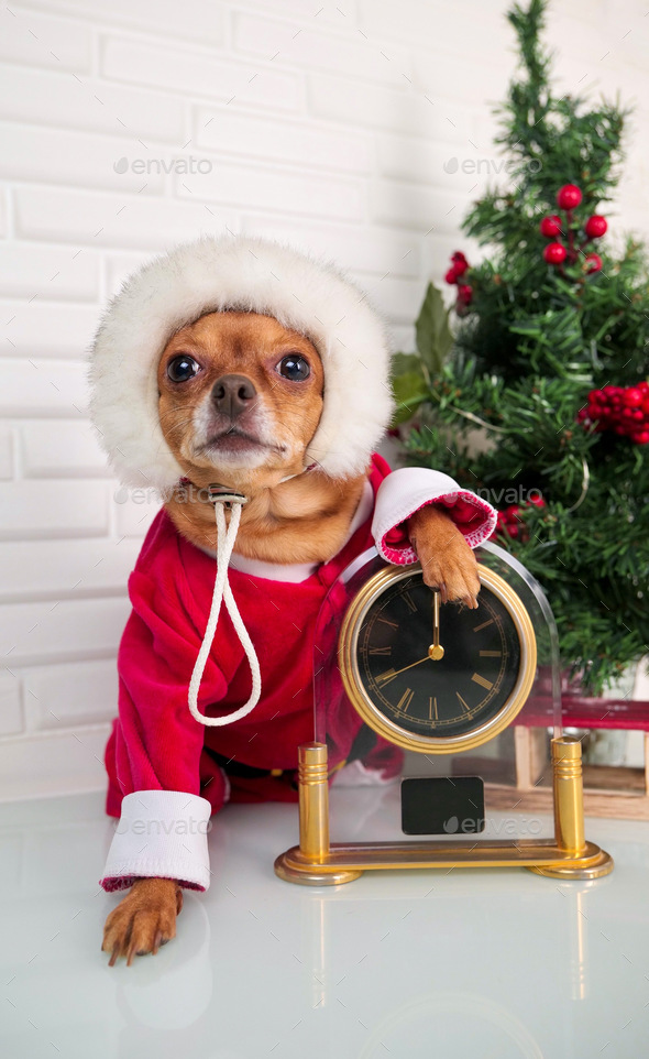 funny cute adorable dog in christmas santa claus costume and hat with clock and christmas tree - Stock Photo - Images