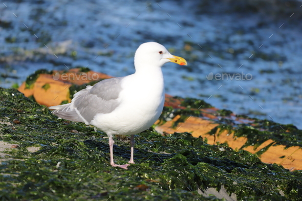 Seagull on the shore covered with see weeds