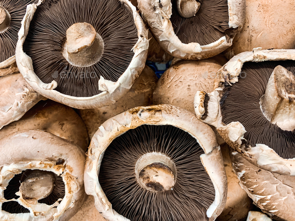 Large Portabello Mushrooms  - Stock Photo - Images