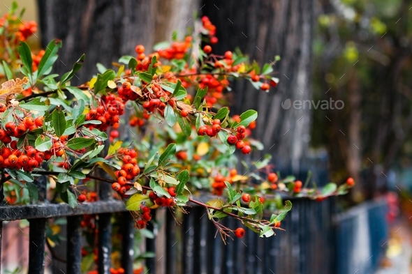Red berry in fall - Stock Photo - Images