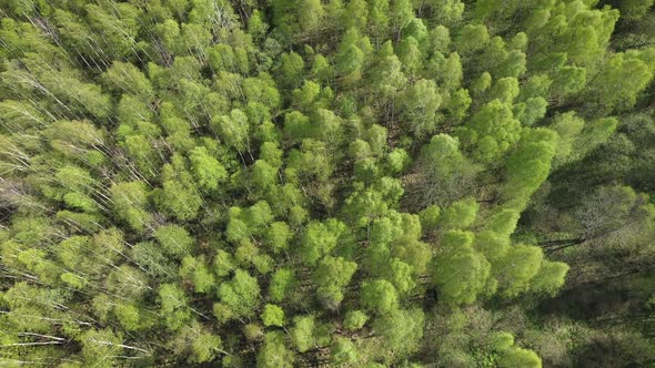 Natural Background of Trees Swaying on Wind at Summer Sunny Day Aerial View
