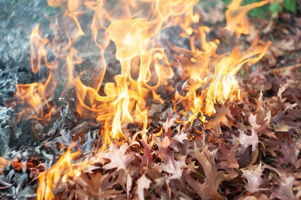 Burning fallen leaves, autumn garden cleaning, prevention of the spread of plant pests and diseases,