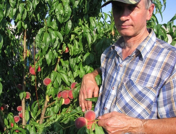 Middle age man picking big red ripe peaches on the tree, fruit harvest, ecological gardening,