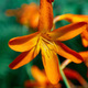 Lilly flower orange  - PhotoDune Item for Sale