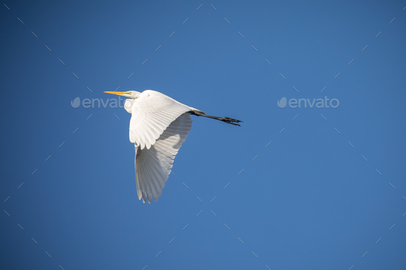 Great egret in blue sky - Stock Photo - Images