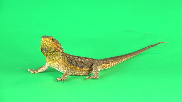 Lizards Bearded Agama or Pogona Vitticeps Isolated at Green Background in Studio. alt