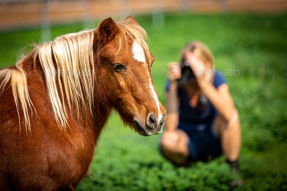 Photographer photographing a miniature horse in a deep green pasture. Field of green grass.  - Stock Photo - Images