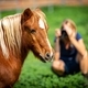 Photographer photographing a miniature horse in a deep green pasture. Field of green grass.  - PhotoDune Item for Sale