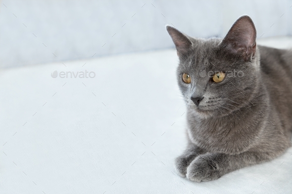 The gray cat with yellow eyes lies on a gray background. World Cat Day