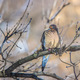 Morning dove perched on a branch  - PhotoDune Item for Sale