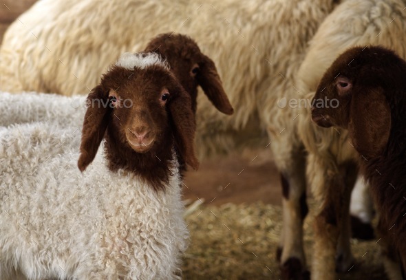 Baby goats - Stock Photo - Images