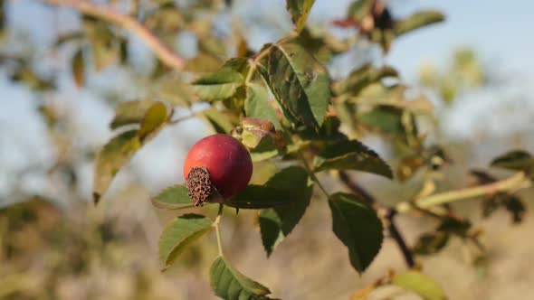 Slow motion  of red Rosa canina against blue sky 1080p FullHD tilting footage - Rose hips on the win alt