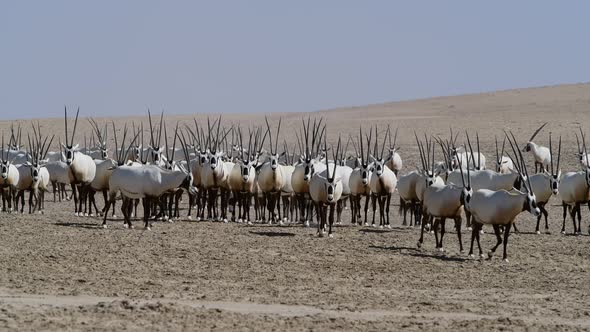 Arabian Oryx in the Desert, Middle East, Arabian Peninsula alt