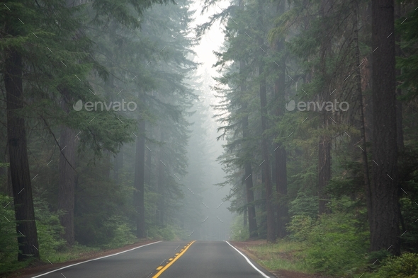 Forest fire smoke filled pine trees - Stock Photo - Images