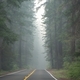 Forest fire smoke filled pine trees - PhotoDune Item for Sale