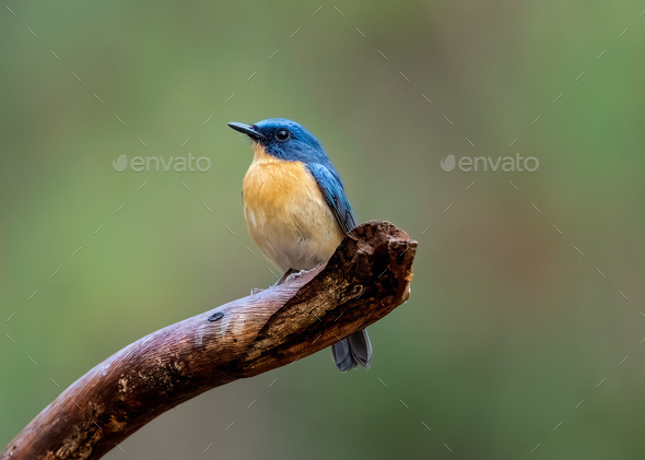 Tickells blue flycatcher  - Stock Photo - Images