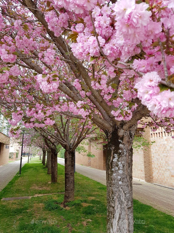 Sakura trees in spring Stock Photo by lephotohunter PhotoDune
