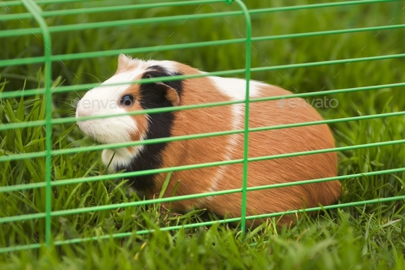 Safe walk of a domestic pet guinea pig on fresh green grass in an aviary