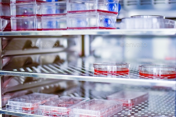 Cell culture plate in incubator  - Stock Photo - Images