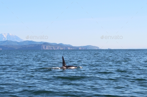 killer whale on water surface