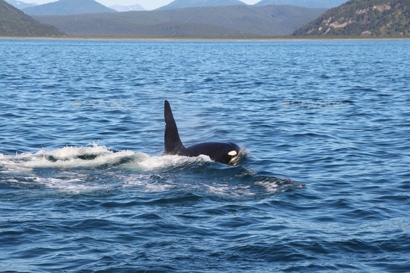 killer whale above water